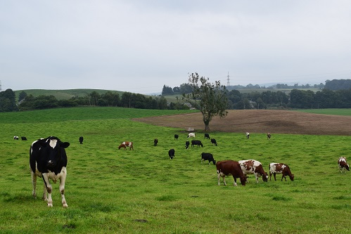 Dairy cows in a field